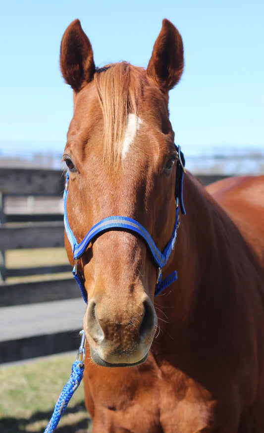 TuffRider Nylon Breakaway Halter & Lead Rope Set - Horse Size