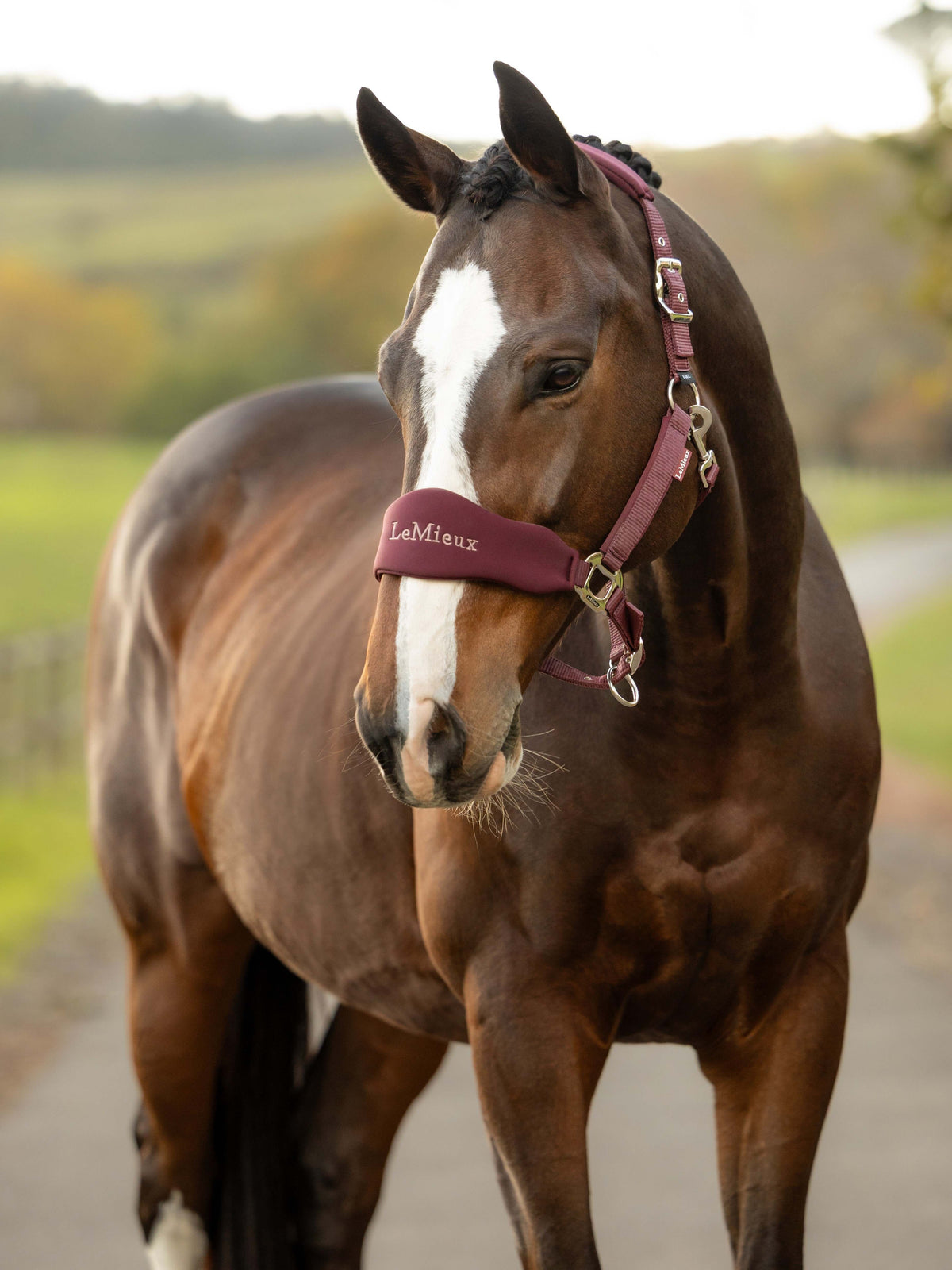 Breakaway Vogue Halter & Leadrope